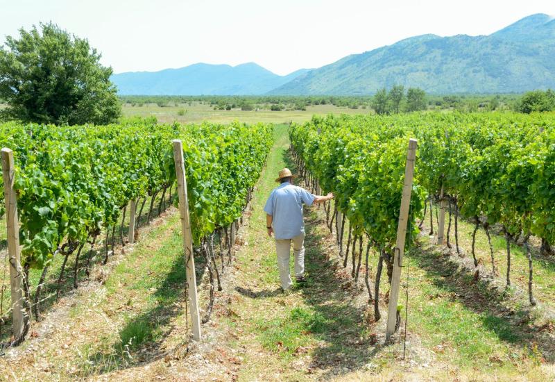 Festival Vinske Ceste Hercegovine - Otkrijte raznovrsnu ponudu Vinske ceste Hercegovine na prvom festivalu vinskog turizma u BiH